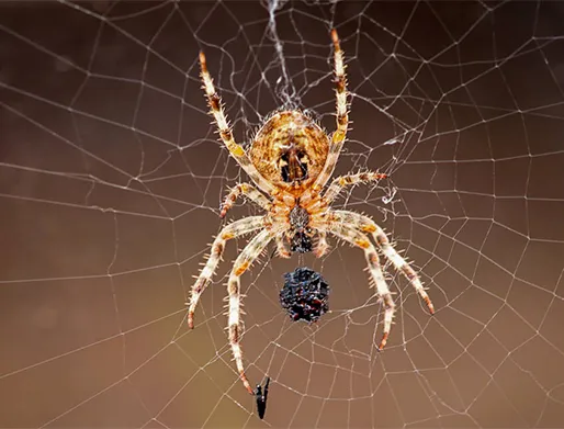 Dedetização de Aranhas em Cubatão