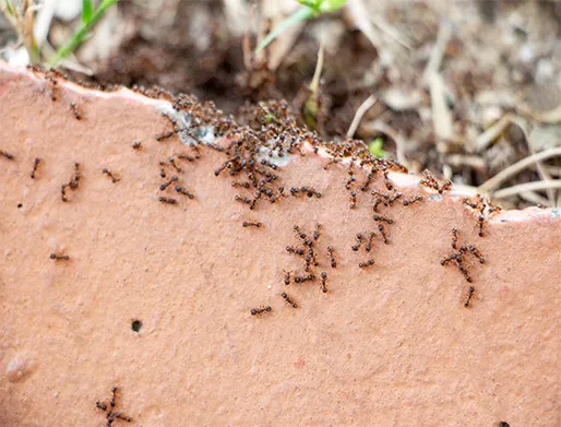 Dedetização de Formigas em São Roque