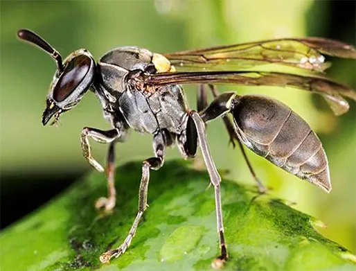 Dedetização de Marimbondos em Mauá