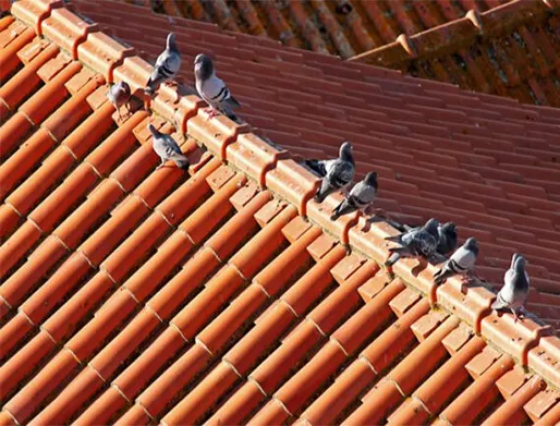 Dedetização de Pombos em Suzano